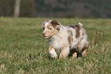 BERGER AUSTRALIEN PUPPIES 718